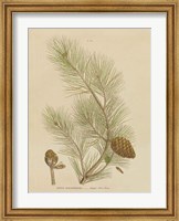 Framed Herbal Botanical XIII
