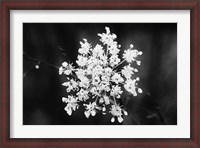 Framed Diamond Brooch