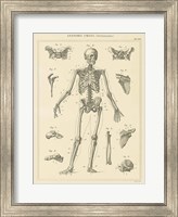 Framed Skeleton Chart
