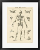 Framed Skeleton Chart