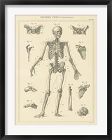 Framed Skeleton Chart