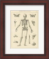 Framed Skeleton Chart