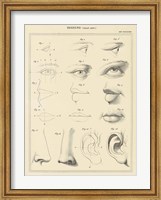 Framed Face Chart