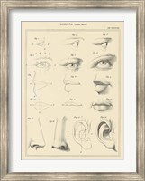 Framed Face Chart