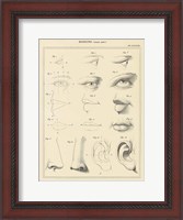 Framed Face Chart