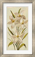 Framed Elegant White Florals II