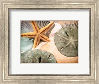 Framed Sand Dollars And Starfish