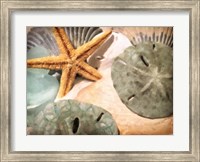 Framed Sand Dollars And Starfish