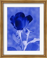 Framed Cobalt Rosebud