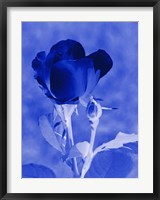 Framed Cobalt Rosebud