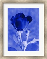 Framed Cobalt Rosebud