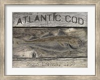 Framed Atlantic Cod