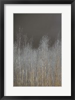 Framed Silver Forest I