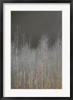 Framed Silver Forest I