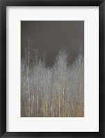 Silver Forest I Framed Print