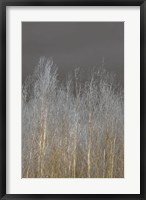 Framed Silver Forest II