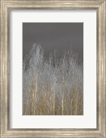 Framed Silver Forest II
