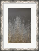 Framed Silver Forest III