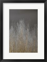 Silver Forest III Framed Print