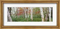 Framed White Birch Trees In Wild Gardens Of Acadia, Acadia National Park, Maine