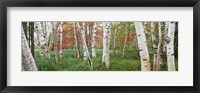 Framed White Birch Trees In Wild Gardens Of Acadia, Acadia National Park, Maine