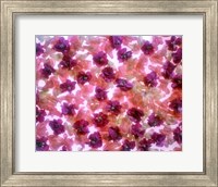 Framed Full Frame Of Pink And Purple Flowers