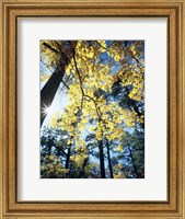 Framed Autumn Trees CA