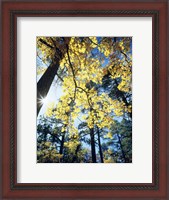 Framed Autumn Trees CA