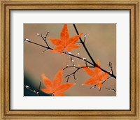 Framed Red Autumn Leaves On Branches, Kyoto, Japan