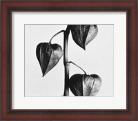 Framed Twig With Seed Pods