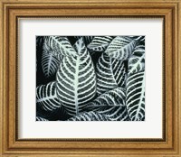 Framed Zebra Leaves