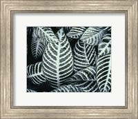 Framed Zebra Leaves
