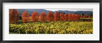 Framed Crop In A Vineyard, Napa Valley, California