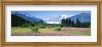 Framed Fireweed, Mendenhall Glacier, Juneau, Alaska