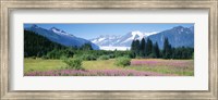 Framed Fireweed, Mendenhall Glacier, Juneau, Alaska