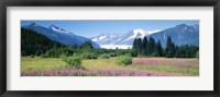 Framed Fireweed, Mendenhall Glacier, Juneau, Alaska