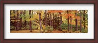 Framed Autumn Trees In A Forest, Chestnut Ridge Park, New York