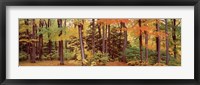 Framed Autumn Trees In A Forest, Chestnut Ridge Park, New York