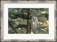 Framed Owl In Tree