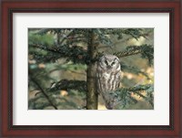 Framed Owl In Tree