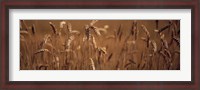 Framed Detail Wheat