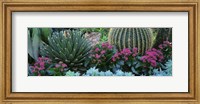 Framed Plants Flowers