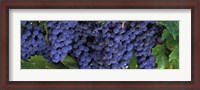 Framed Grapes On The Vine, Napa, California