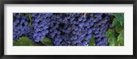 Framed Grapes On The Vine, Napa, California