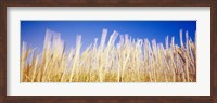 Framed Marram Grass In A Field, Washington State