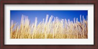 Framed Marram Grass In A Field, Washington State