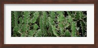 Framed Close-Up Of Cactus Plants, Botanical Gardens Of Buffalo, New York