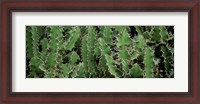 Framed Close-Up Of Cactus Plants, Botanical Gardens Of Buffalo, New York
