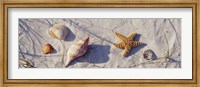 Framed Close-Up Of A Starfish And Seashells On The Beach, Dauphin Island, Alabama