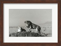 Framed Lion And Lioness On A Hill